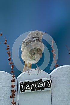 Bird perched on a January decorated fence