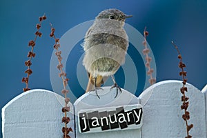 Bird perched on a January decorated fence