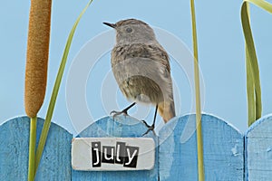 Bird perched on a July decorated fence