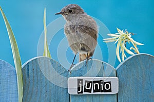 Bird perched on a June decorated fence photo