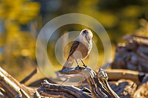 A Bird Perched On A Log Outside