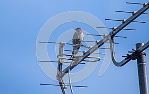 A bird perched on a metal structure