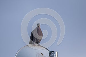 A bird perched on a metal structure