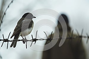 bird perched near barbed wire, person observing in background