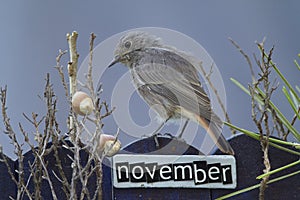 Bird perched on a November decorated fence