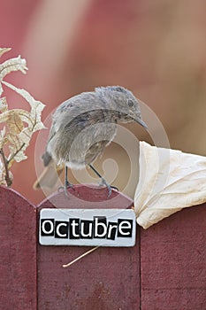 Bird perched on a October decorated fence