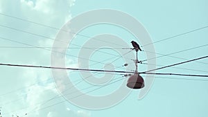 Bird perched on overhead wires with cloudy skies
