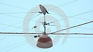 Bird perched on overhead wires with street light