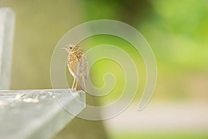 bird perched on picnick table