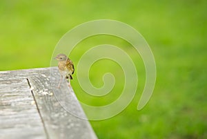 bird perched on picnick table