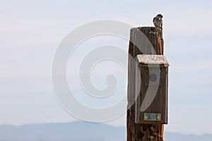 Bird perched on a post