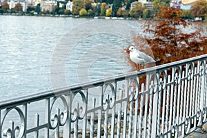 Bird perched on the railing of Lake Geneva, Montreux, Switzerland