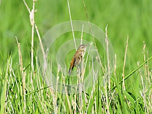 Bird Perched on Reeds in June, West of Scotland