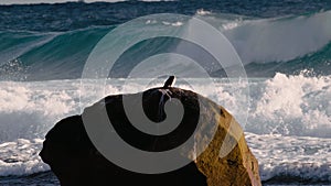 Bird Perched on Rock in Front of Wave