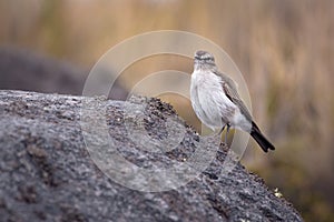 Bird perched on a rock in the middle of the paramuno forest