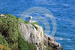 Bird perched on a rugged cliffside at Boca Do Inferno, Cascais, Portugal