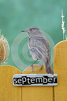 Bird perched on a September decorated fence