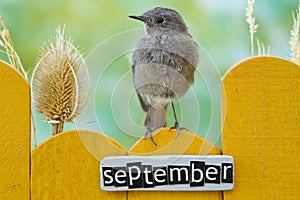 Bird perched on a September decorated fence