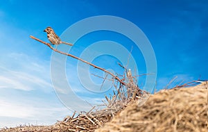 Bird Perched on a stick with a bright blue sky behind it