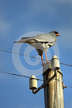 Bird perched on telephone pole