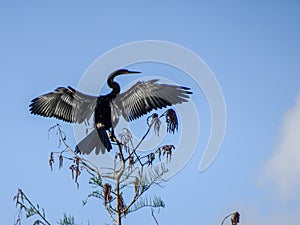 bird perched on the top of a tree