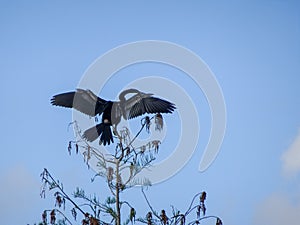 bird perched on the top of a tree