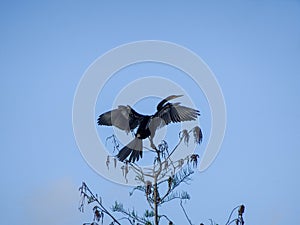 bird perched on the top of a tree