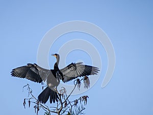 bird perched on the top of a tree