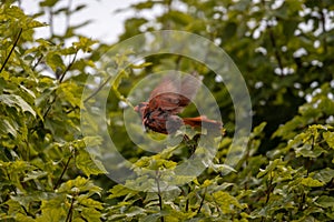 A bird perched on a tree branch