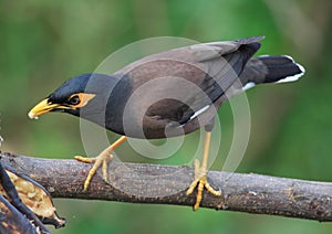 Pájaro sentado sobre el un árbol rama. 30. 36 