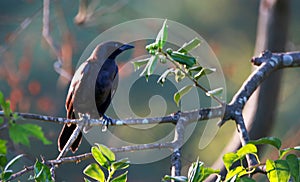 Bird Perched on Tree Branch