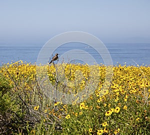 Bird perched on tree branch in front of ocean.  Pacific ocean Orange County,  California