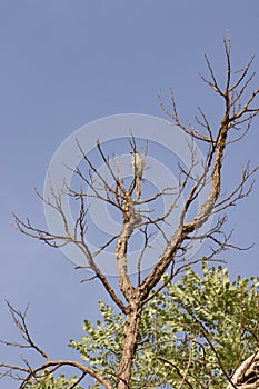Bird perched on tree branch photo