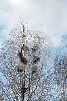 Bird perched on tree with nests