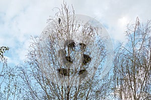Bird perched on tree with nests photo