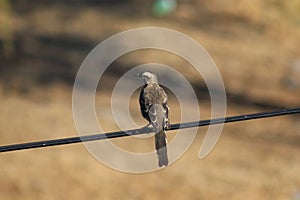 Bird perchedon an electric cable