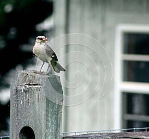 Bird Perches on fence with food