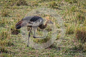 Bird perches gracefully on the lush green grass of a waterless field on Kenya's safari
