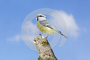 Bird perching on a stump of tree on sky background. Blue tit. Parus caeruleus