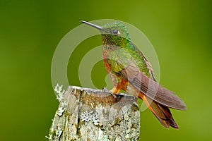 Bird from Peru. Orange and green bird in the forest. Hummingbird Chestnut-breasted Coronet, Boissonneaua matthewsii in the photo