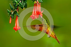 Bird from Peru. Orange and green bird in the forest with red flower. Hummingbird Chestnut-breasted Coronet in the forest.