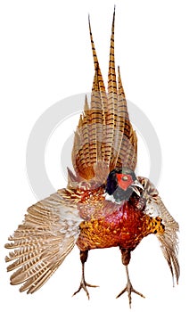 Bird pheasant