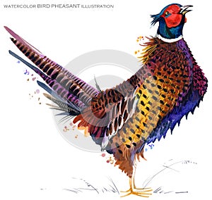 Bird pheasant watercolor illustration.