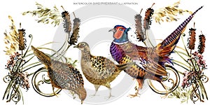 Bird pheasant watercolor illustration.