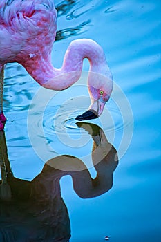 Bird Phoenicopterus roseus reflex aka Flamingo rosado exotic brazilian bird - photo of a pink flamingo in lake looking at its refl photo