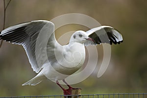 Bird 223 photo