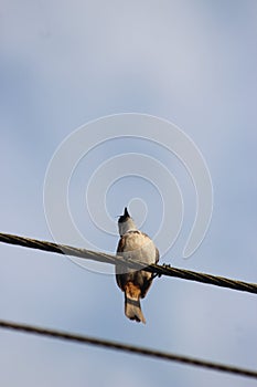 Bird photography in Goa