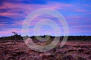 Bird photography hide in the march with forest background, black grouse lek in the Sweden. Pink twilight sunrise morning in the Sw