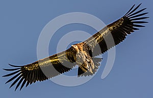 Bird Photography - Himalayan Vulture