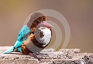 Bird Photography - White Throated Kingfisher